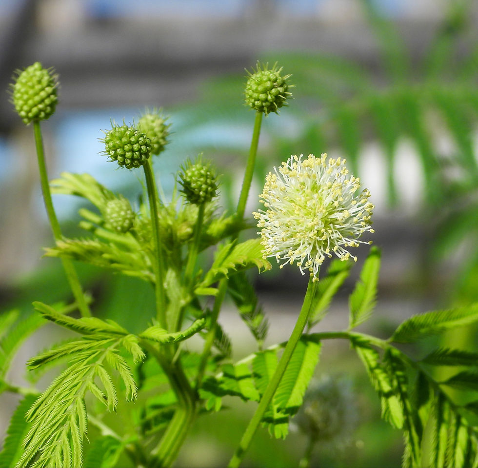 Illinois Bundleflower, Desmanthus illinoensis