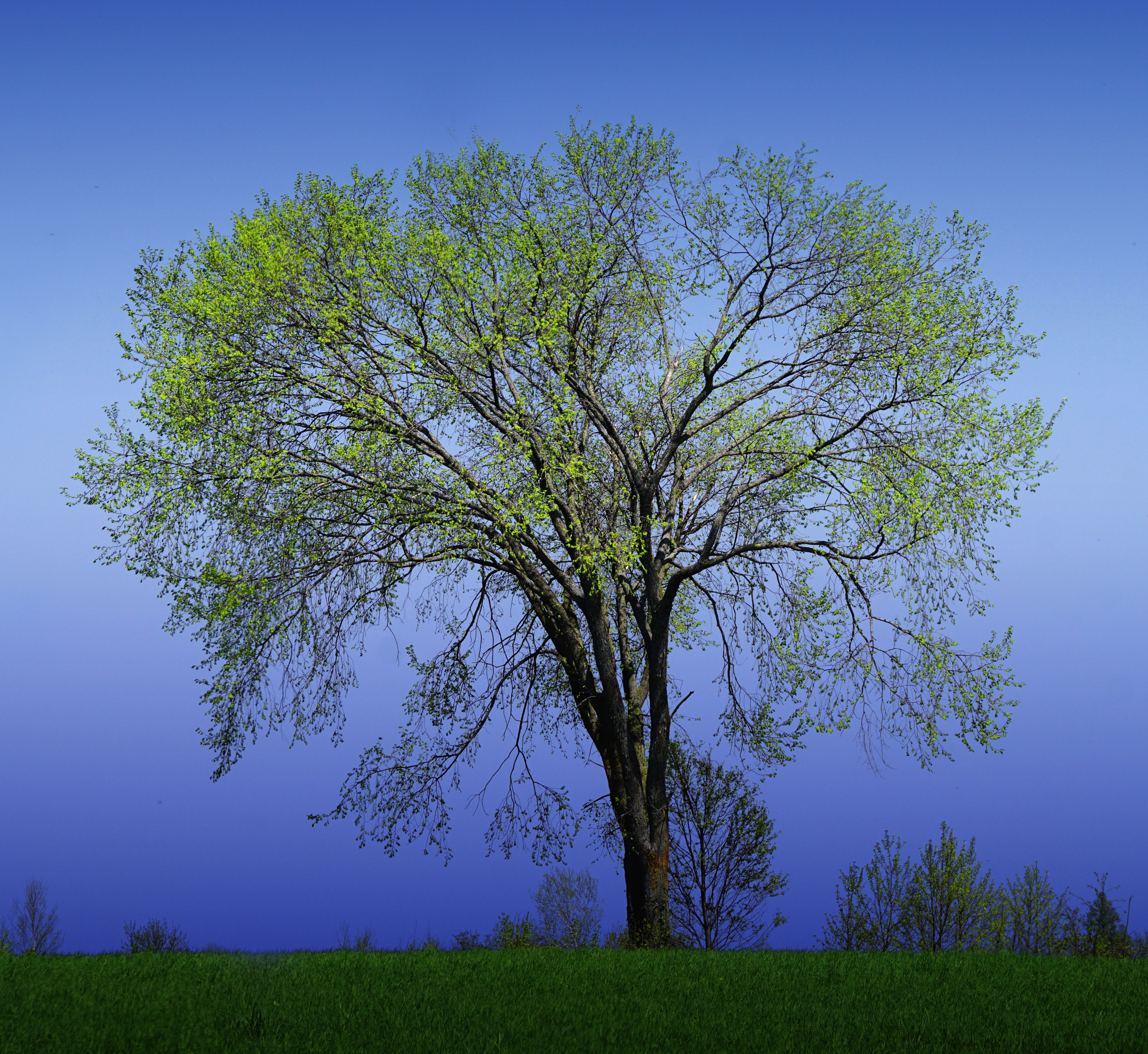 Elm, American, Ulmus americana
