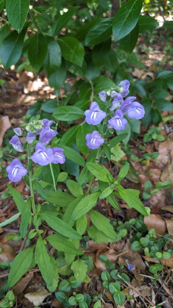 Skullcap, Large-Flowered, Scutellaria integrifolia