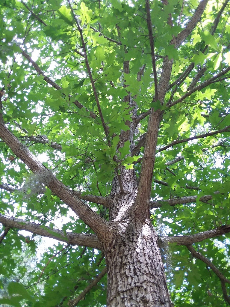Oak, Overcup, Quercus lyrata