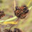 Thumbnail: Illinois Bundleflower, Desmanthus illinoensis