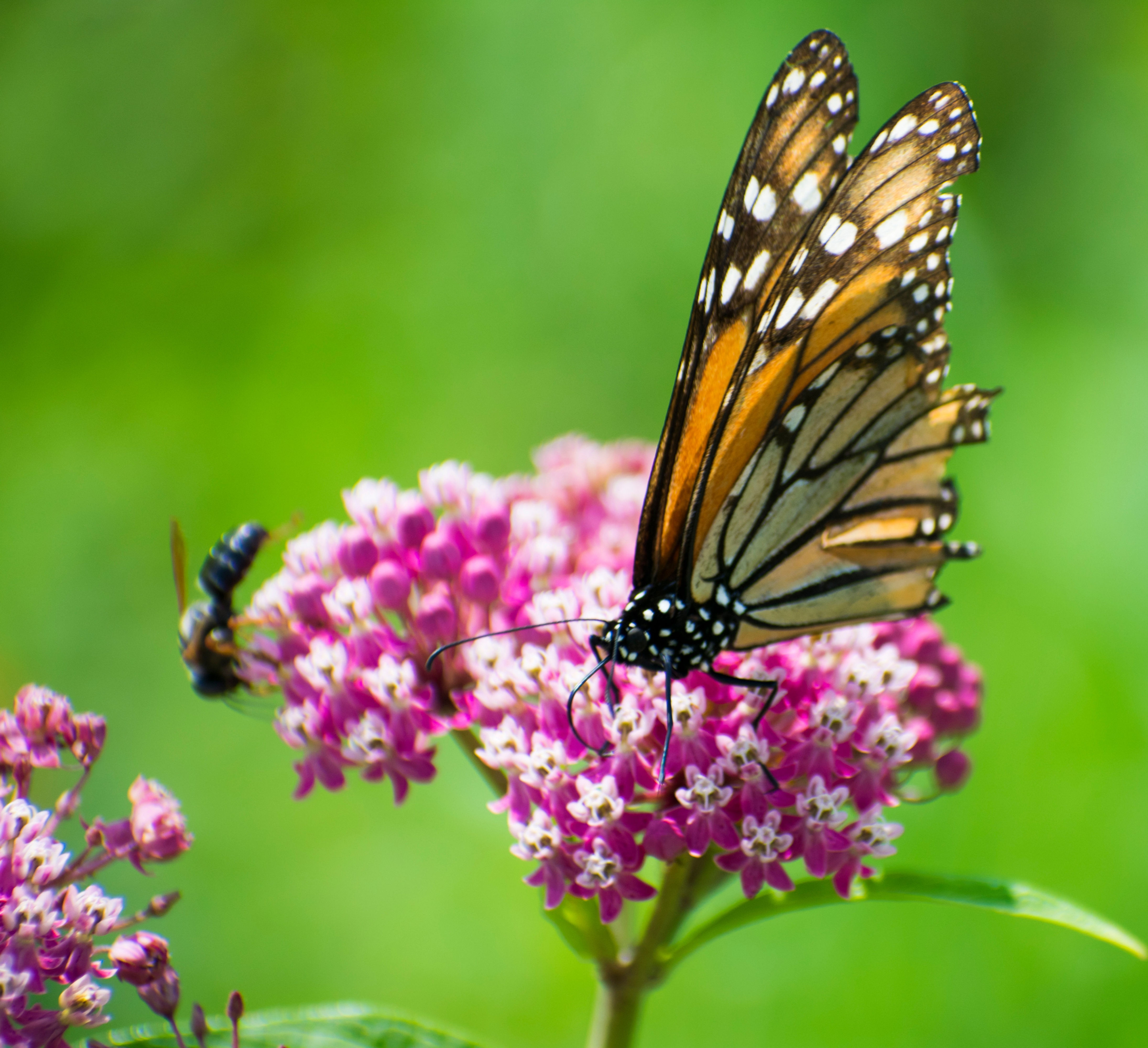 Milkweed, Sullivant’s, Asclepias sullivantii