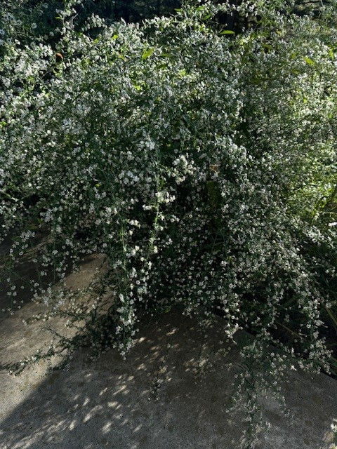 Thumbnail: Aster, White heath, Symphyotrichum ericoides