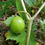 Thumbnail: Mayapple, Podophyllum peltatum