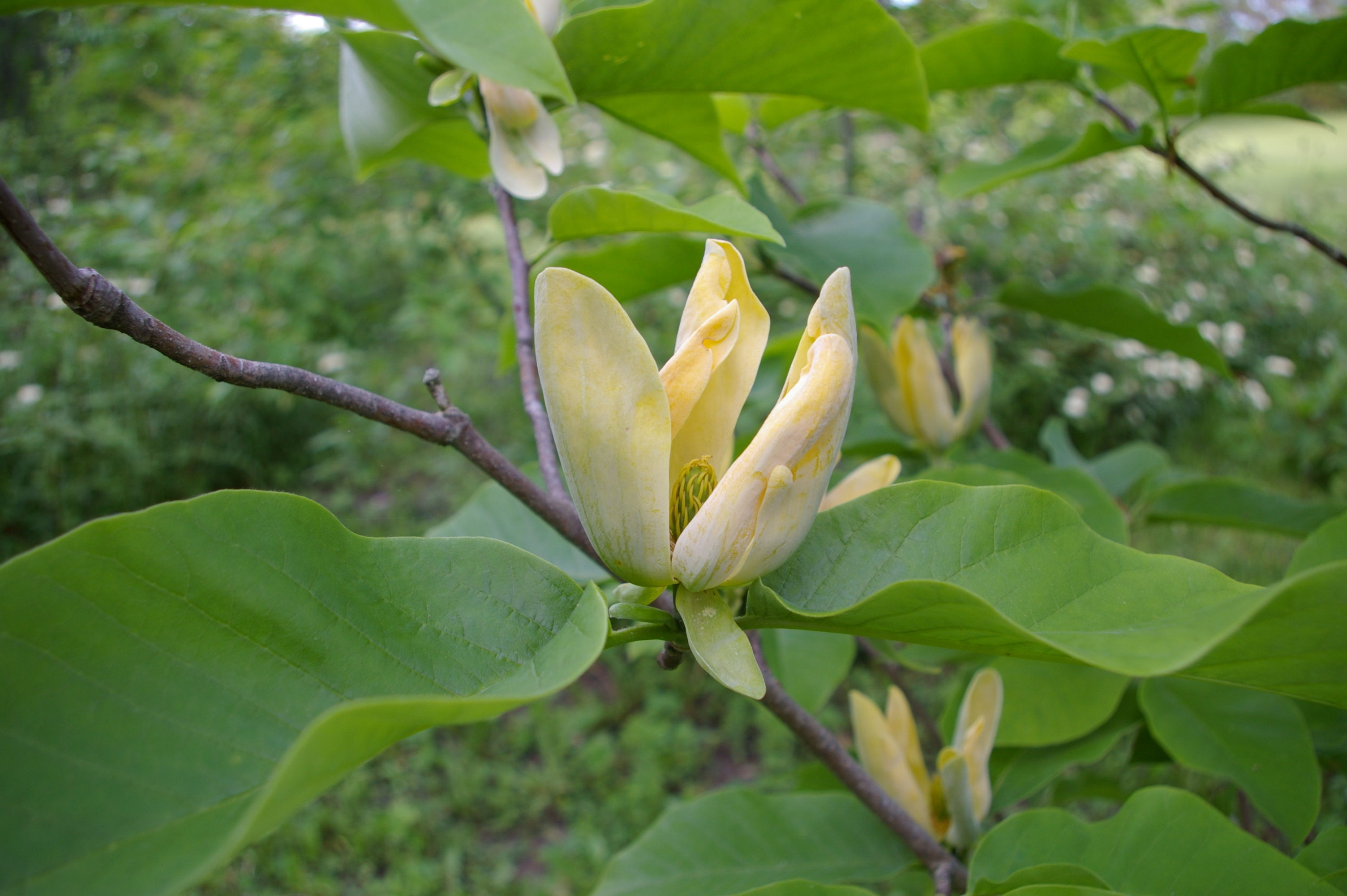 Magnolia, Cucumber, Magnolia acuminata