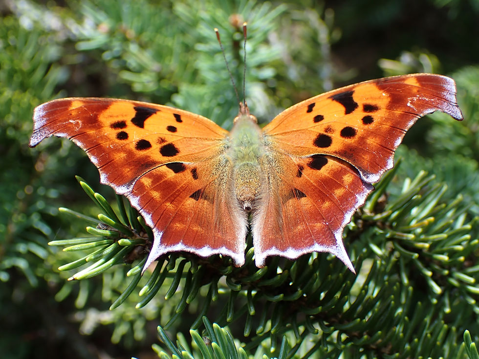 Thumbnail: Elm, American, Ulmus americana