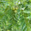 Thumbnail: Walnut, Black, Juglans nigra