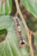 Thumbnail: Fern, Cinnamon, Osmunda cinnamomea