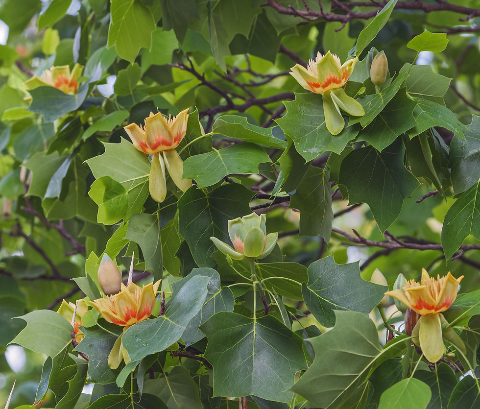 Tuliptree, Liriodendron tulipifera