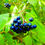 Thumbnail: Dogwood, Silky, Cornus amomum