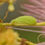 Thumbnail: Sweetfern, Comptonia peregrina
