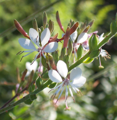 Gaura, Biennial, Oenothera gaura | Leaves for Wildlife