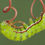 Thumbnail: Dogwood, Silky, Cornus amomum