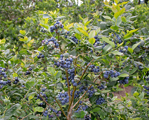 Blueberry, Highbush, Vaccinium corymbosum | Leaves for Wildlife