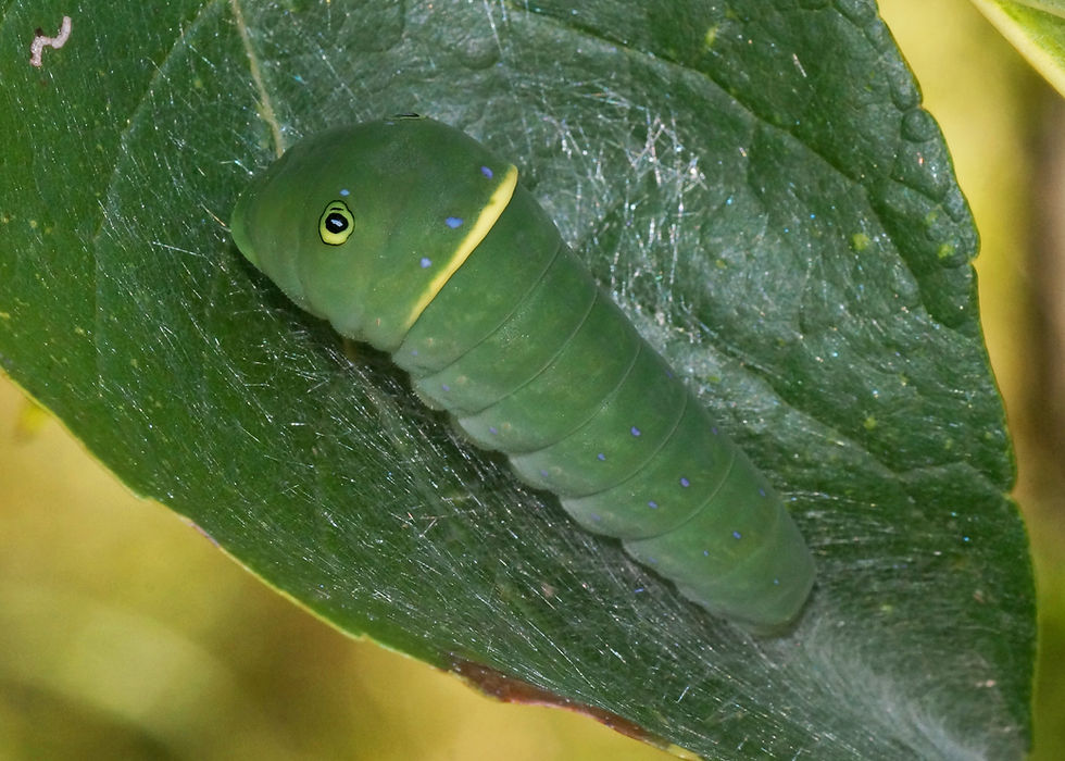 Thumbnail: Musclewood, Carpinus caroliniana