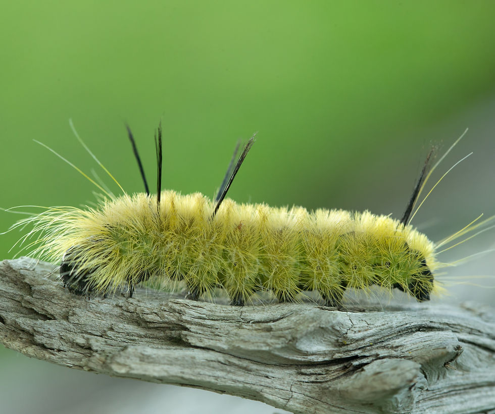 Thumbnail: Willow, Autumn, Salix serissima