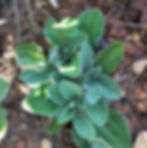 Thumbnail: Pussytoes, Plantain-Leaved, Antennaria plantaginifolia
