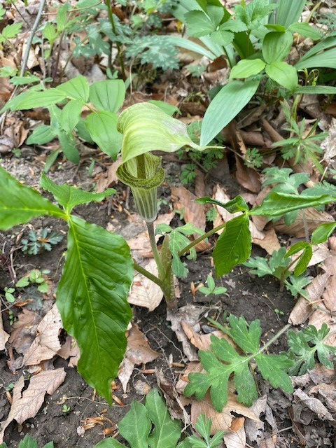 Thumbnail: Jack-in-the-Pulpit, Arisaema triphyllum
