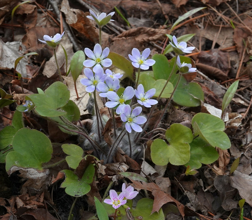 Hepatica, Round-Lobed, Hepatica americana