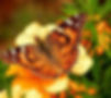 Thumbnail: Hibscus, Hardy, Hibiscus moscheutos