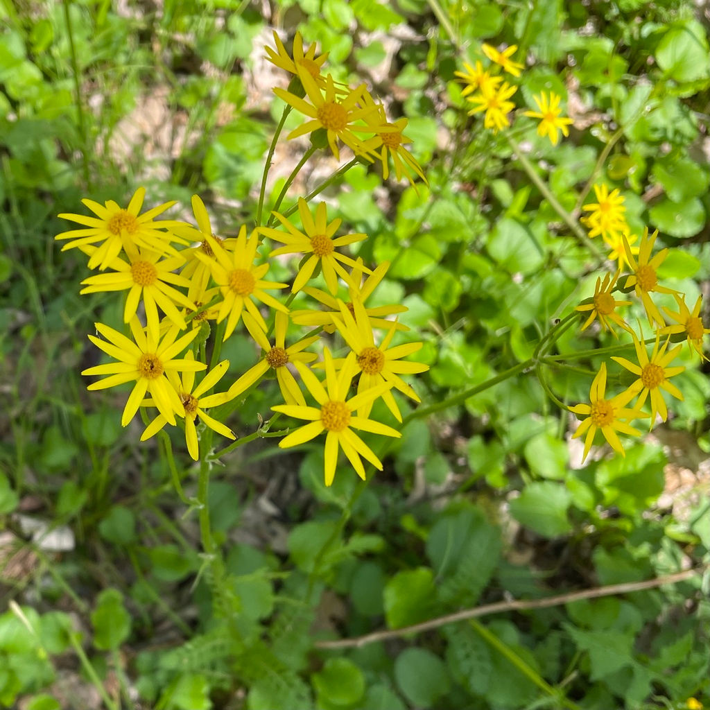 Groundsel, Golden, Packera aurea