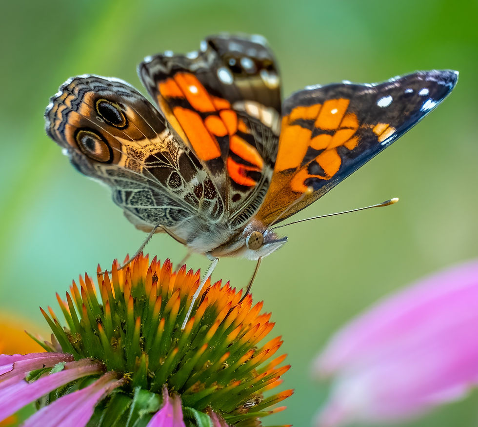 Thumbnail: Everlasting, Pearly, Anaphalis margaritacea