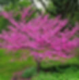 Redbud, Cercis canadensis