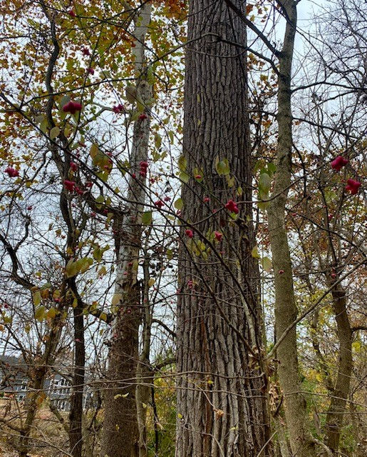 Thumbnail: Wahoo, Eastern, Euonymus atropurpureus