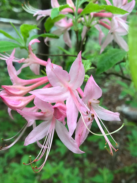 Azalea, Roseshell, Rhododendron prinophyllum | Leaves for Wildlife