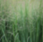 Grass, Switch, Panicum virgatum
