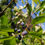 Thumbnail: Fringe Tree, Chionanthus virginicus