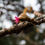 Thumbnail: Hazelnut, Beaked, Corylus cornuta v. cornuta