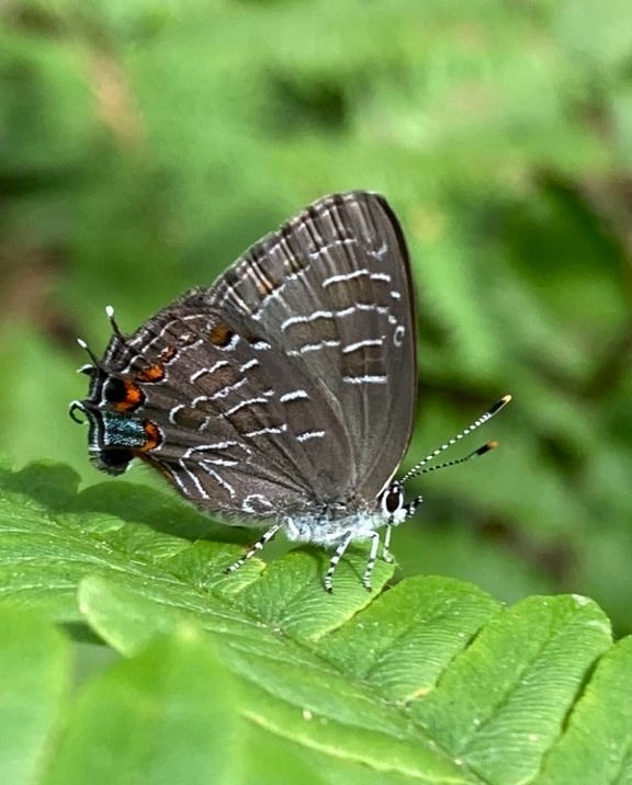 Thumbnail: Crabapple, Prairie, Malus ioensis