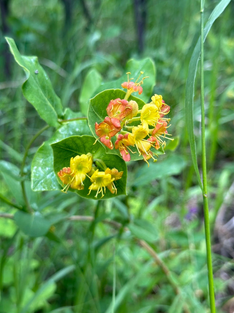 Thumbnail: Honeysuckle, Red, Lonicera dioica