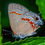 Thumbnail: Sumac, Smooth, Rhus glabra