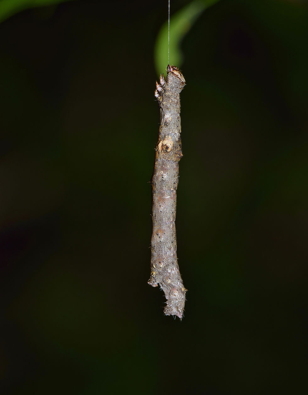 Thumbnail: Witchhazel, Common, Hamamelis virginiana