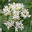 Thumbnail: Dogwood, Silky, Cornus amomum