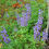 Thumbnail: Lupine, Wild, Lupinus perennis