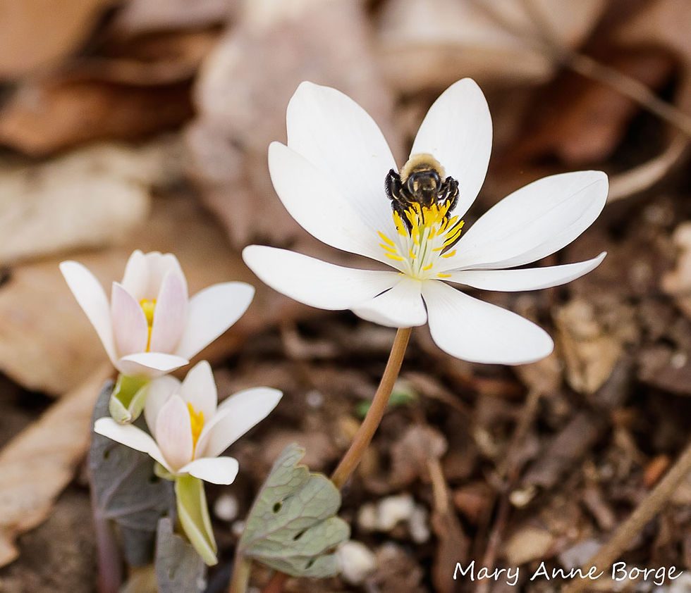 Thumbnail: Bloodroot, Sanguinaria canadensis
