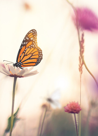 Butterfly Therapy, professional therapist in Dallas, Texas (2500 x 1200 px)_edited.jpg