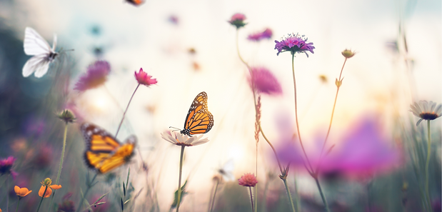 Butterfly Therapy, professional therapist in Dallas, Texas (2500 x 1200 px).png