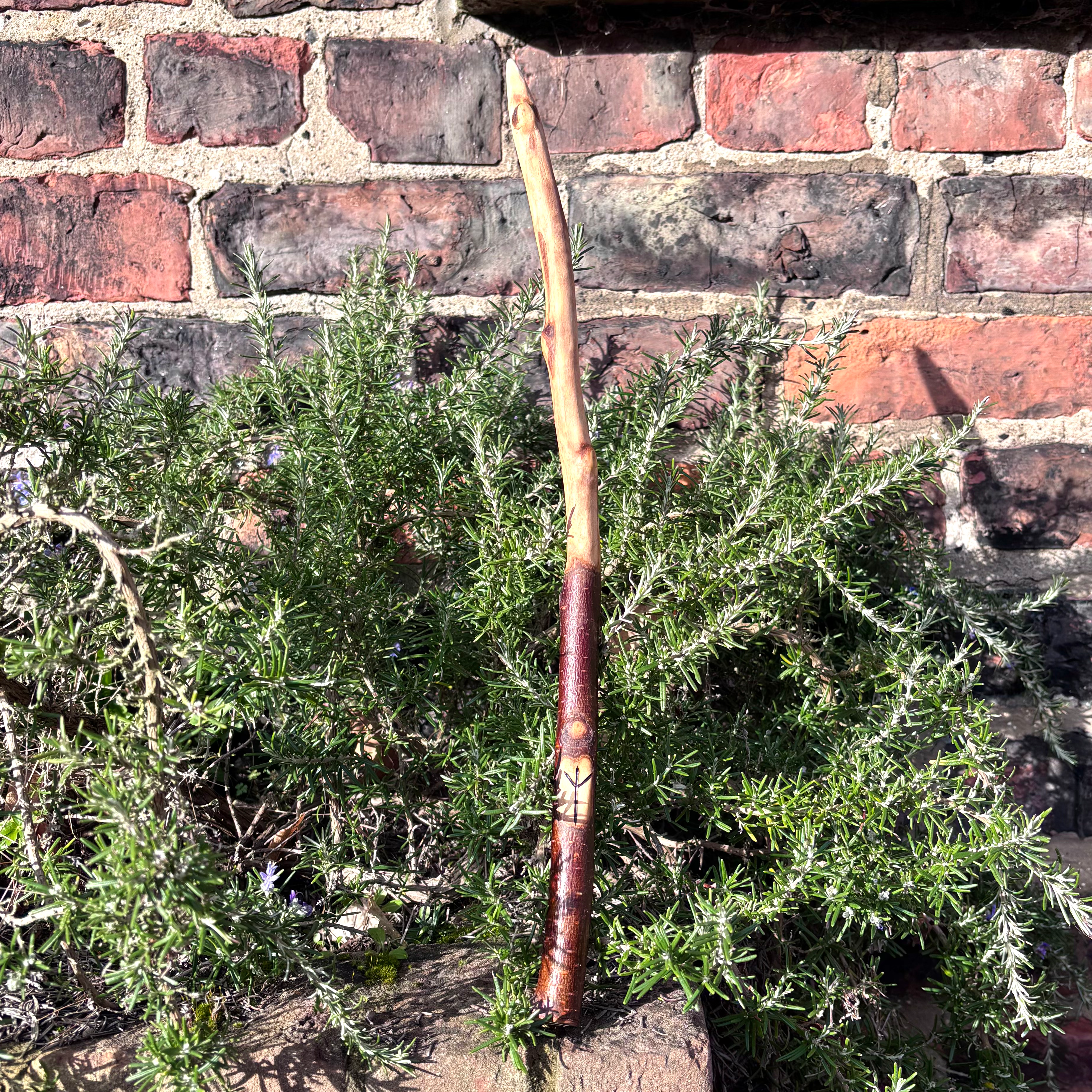 Birch wand with Algiz Rune