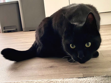 International Cat Day