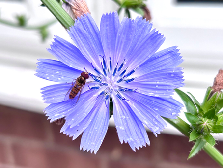 The Lore of Common Chicory