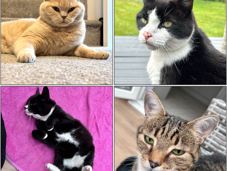 More cats