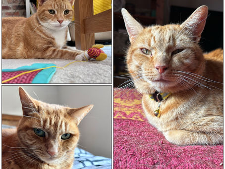 Ginger Cats