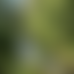 Flora and Waterfalls at Reserva Cloudbridge