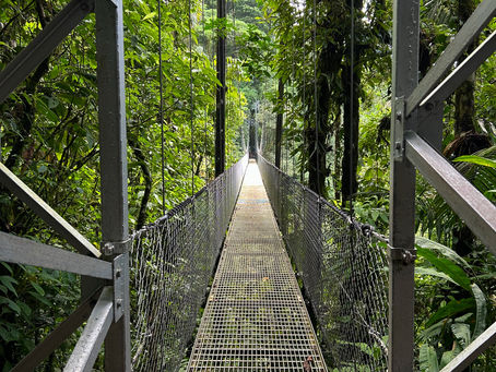 Suspension bridge in lush green rainforest, metal frame and grid pathway extending into dense foliage, creating a serene, adventurous atmosphere.