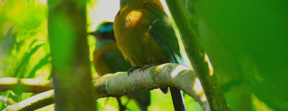 Motmot Pair