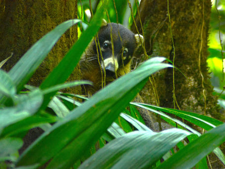 A Memorable Journey Through Uvita  & Dominical Costa Rica Exploring Nature Cuisine and History